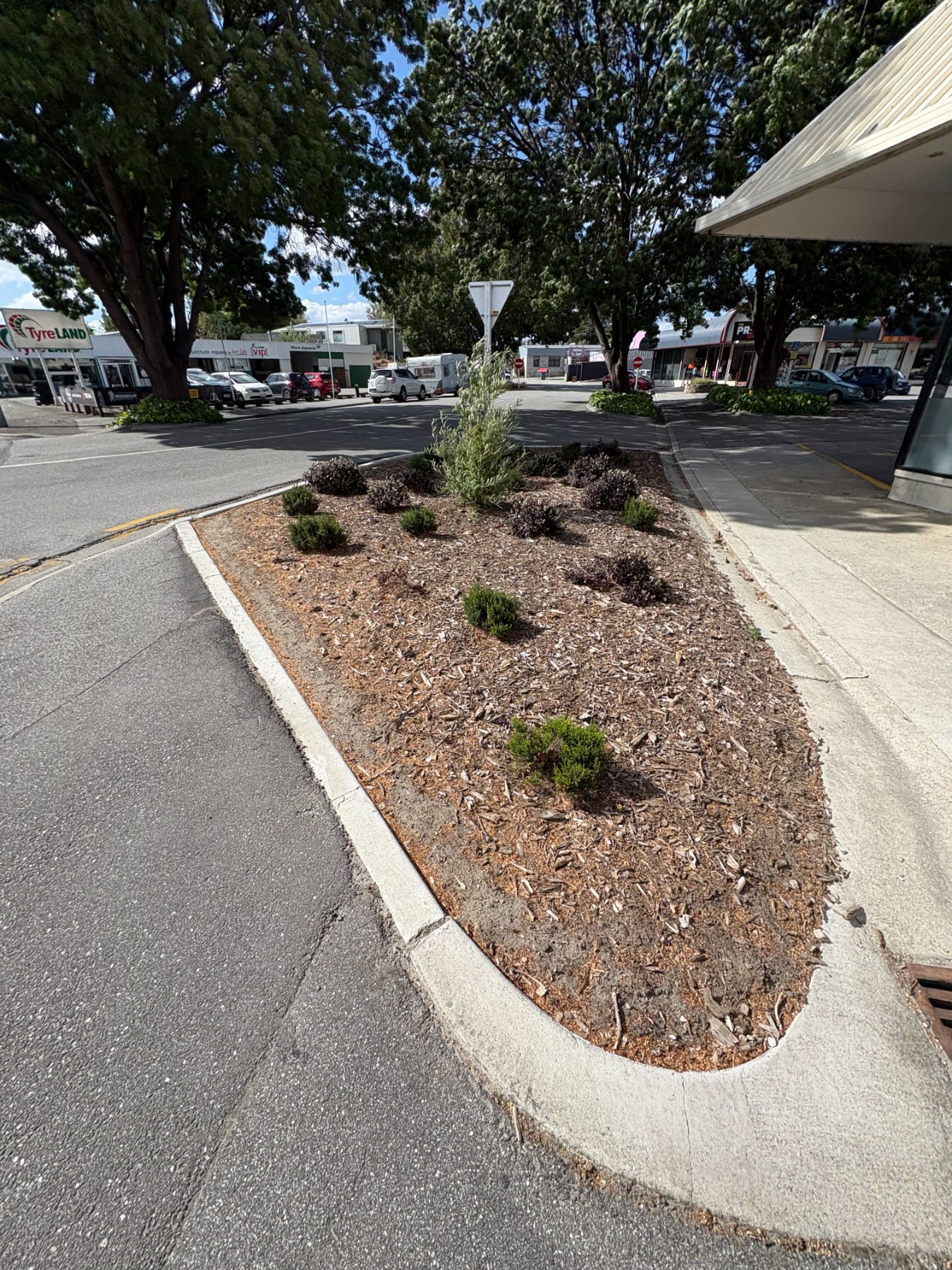 Street corner with recently planted shrubs and tree.
